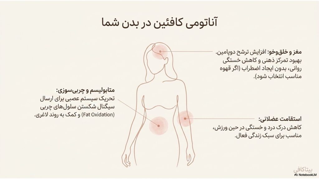 آیا قهوه برای زنان مفید است یا مضر؟ بررسی علمی اما ساده