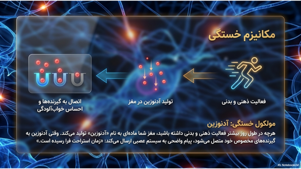 قهوه و کاهش خستگی: چرا بعد از یک فنجان قهوه سرحال می‌شویم؟