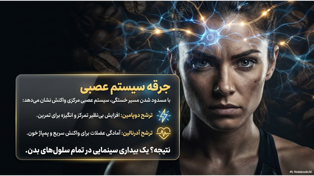 قهوه و کاهش خستگی: چرا بعد از یک فنجان قهوه سرحال می‌شویم؟